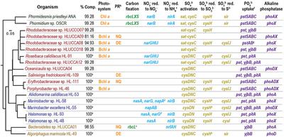 Predicting Species-Resolved Macronutrient Acquisition during Succession in a Model Phototrophic Biofilm Using an Integrated ‘Omics Approach